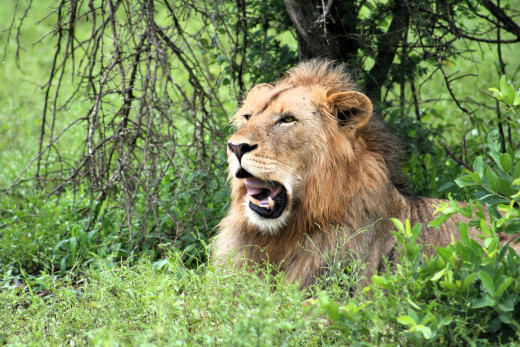 �1761677 �������(a): ����������:3456x2304